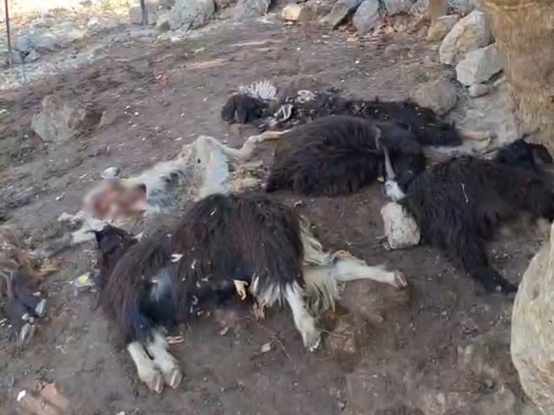 BATMAN'IN SASON İLÇESİNDE KURDUN SALDIRISI SONUCU 10 KEÇİ TELEF OLURKEN 10'NU DA YARALANDI.