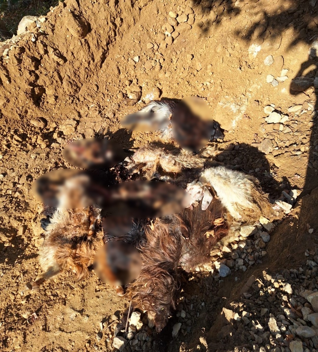 BATMAN'IN SASON İLÇESİNDE KURDUN SALDIRISI SONUCU 10 KEÇİ TELEF OLURKEN 10'NU DA YARALANDI.