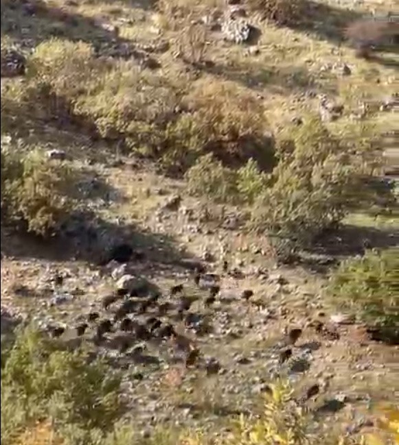 BATMAN’IN GERCÜŞ İLÇESİNE BAĞLI GÖKÇEPINAR KÖYÜ VE HİSAR KÖYÜNDE DOMUZ SÜRÜLERİ ORTAYA...