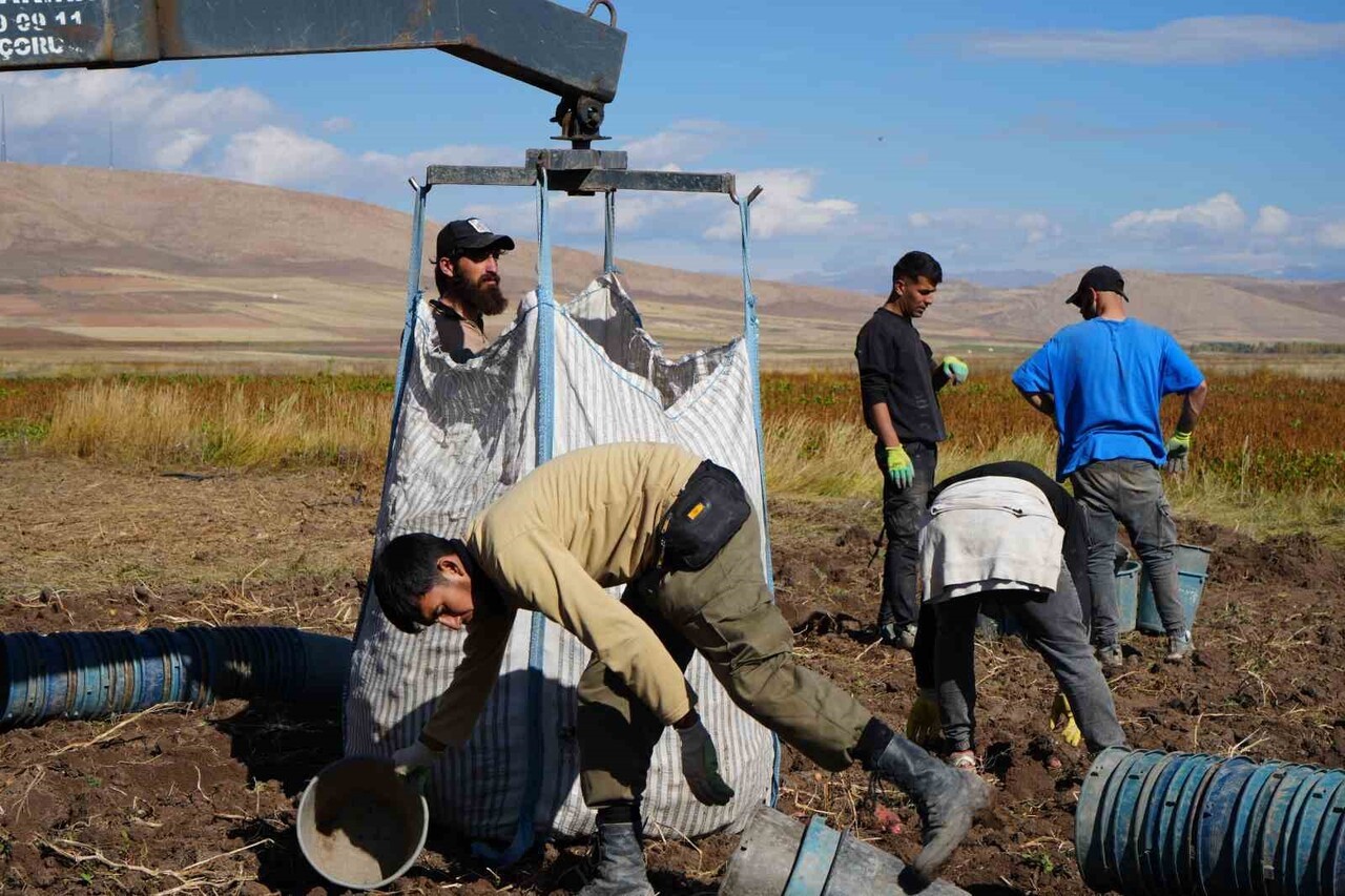 BAYBURT’UN ÇAYIRYOLU KÖYÜNDEKİ PATATES HASADINA İRANLI İŞÇİLER DESTEK VERİYOR