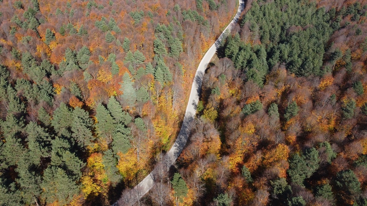 Bilecik'in Pazaryeri ilçesindeki Küçükelmalı Tabiat Parkı ile Bozcaarmut Göleti yakınlarındaki...