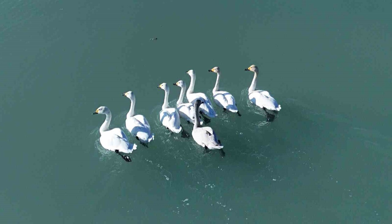 BİTLİS’İN ADİLCEVAZ İLÇESİNDE BULUNAN VE “KUŞ CENNETİ” OLARAK BİLİNEN ARİN GÖLÜ, SONBAHAR-KIŞ GÖÇ...