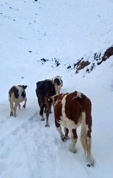 BİTLİS’İN HİZAN İLÇESİNDE YÜKSEK RAKIMLI KIRSAL BÖLGELERDE ETKİLİ OLAN ANİ KAR YAĞIŞI, MERALARDA...