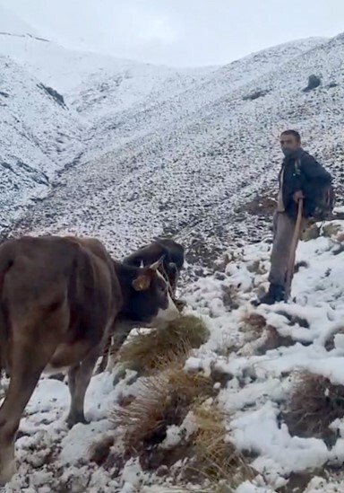 BİTLİS’İN HİZAN İLÇESİNDE YÜKSEK RAKIMLI KIRSAL BÖLGELERDE ETKİLİ OLAN ANİ KAR YAĞIŞI, MERALARDA...
