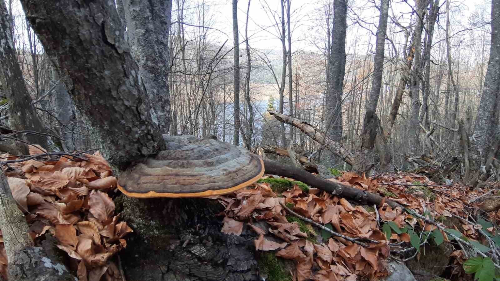 BOLU’NUN DOĞA HARİKASI ABANT GÖLÜ MİLLİ PARKI, HAFTA SONUNDA ZİYARETÇİ AKININA UĞRADI. TÜRKİYE’NİN...