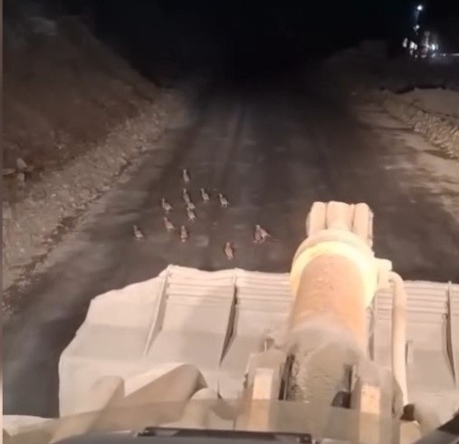 BOYABAT İLÇESİNDE YOL ÇALIŞMASI YAPAN BİR İŞ MAKİNESİ OPERATÖRÜ, ÖNÜNE ÇIKAN KEKLİK YAVRULARINI...