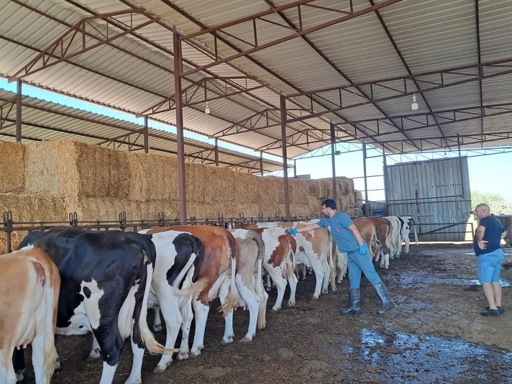 BOZDOĞAN’DA HAYVAN OTLATMAK VE HAYVAN PİSLİĞİNİ DIŞARI ÇIKARMAK YASAKLANDI