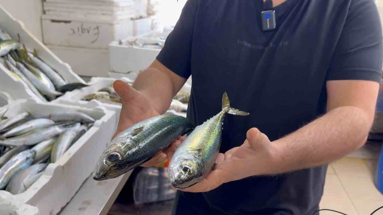 BU YIL HAMSİNİN BOLLUĞU TEZGAHLARDA Kİ ÇEŞİTLİLİĞE DE ETKİ EDEREK HEM BALIKÇI ESNAFININ HEM...
