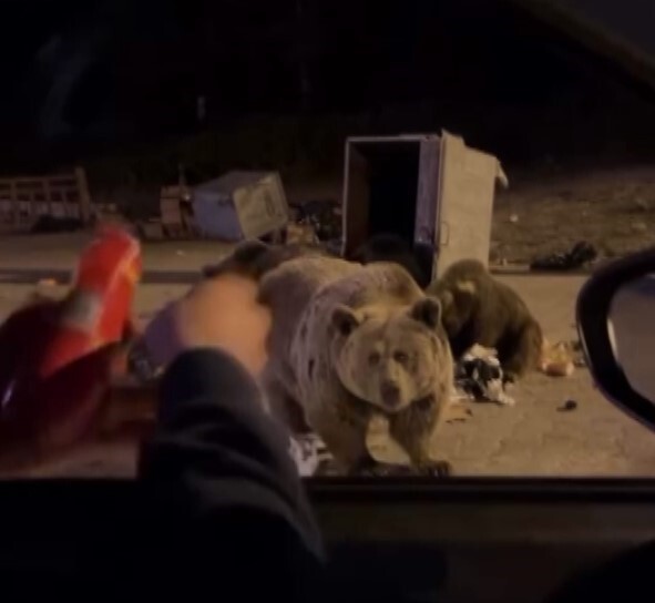 BURSA’DA KIŞ UYKUSUNA YATMAYAN AYILAR, ULUDAĞ ETEKLERİNDEKİ YERLEŞİM YERLERİNE İNEREK ÇÖP...