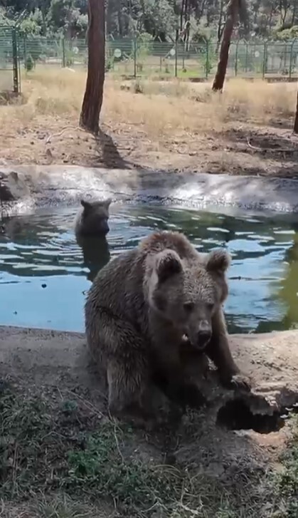 BURSA OVAKORUSU CELAL ACAR YABAN HAYVANI KURTARMA VE REHABİLİTASYON MERKEZİ’NİN SEVİMLİ SAKİNLERİ...