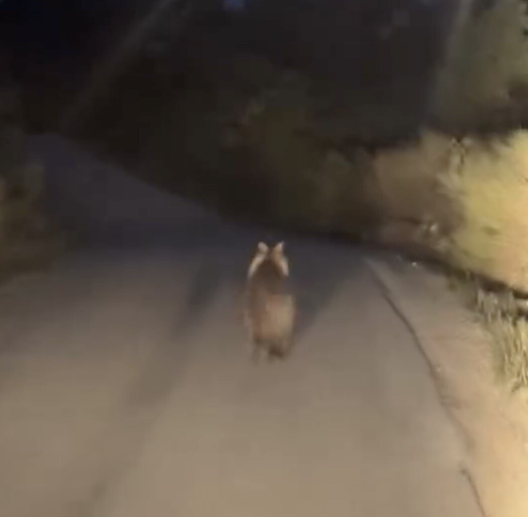 ÇANAKKALE'NİN BİGA İLÇESİNDE SEYİR HALİNDE OLAN ARACIN ÖNÜNE ÇIKAN AYI BİR SÜRE ARAÇ İLE ADETA...