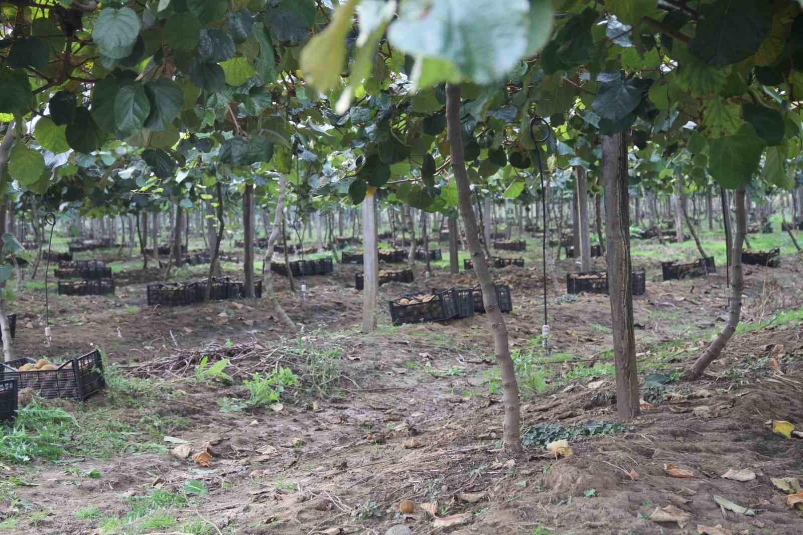 ÇARŞAMBA İLÇE TARIM VE ORMAN MÜDÜRLÜĞÜ KOORDİNATÖRLÜĞÜNDE, ÇARŞAMBA ZİRAAT ODASI VE ÇARŞAMBA KİVİ...
