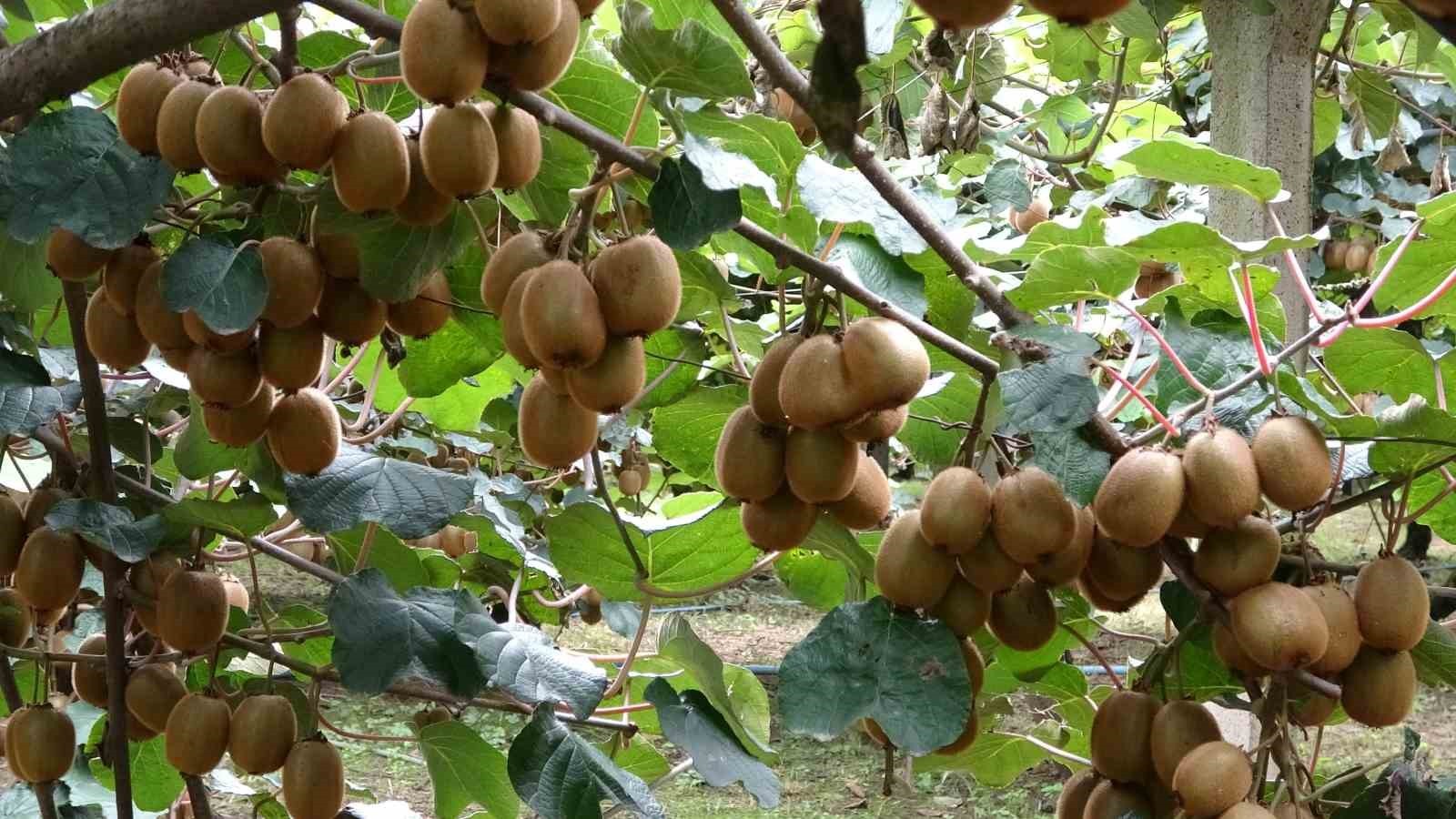 ÇARŞAMBA İLÇESİNDE KİVİ HASADI BAŞLADI.