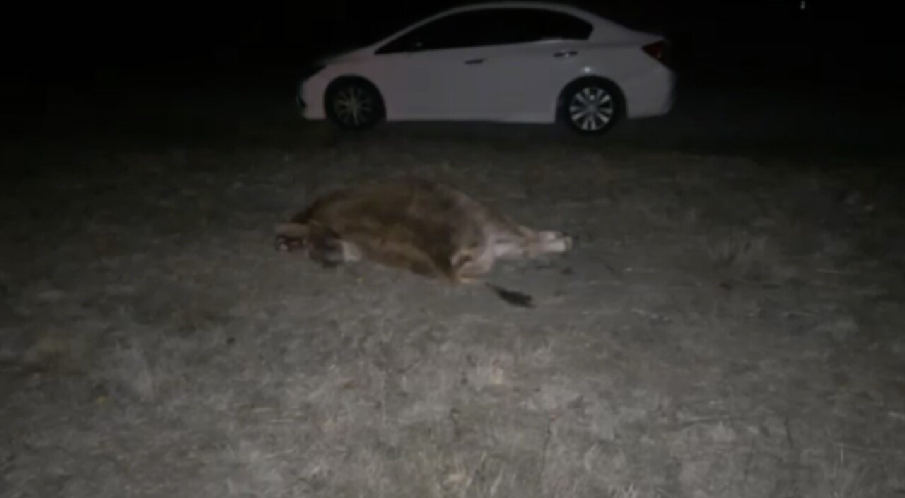 ÇORUM'UN ALACA İLÇESİNDE, YOLA ÇIKAN DANAYA ÇARPAN OTOMOBİLDEKİ 2 KİŞİ YARALANDI.