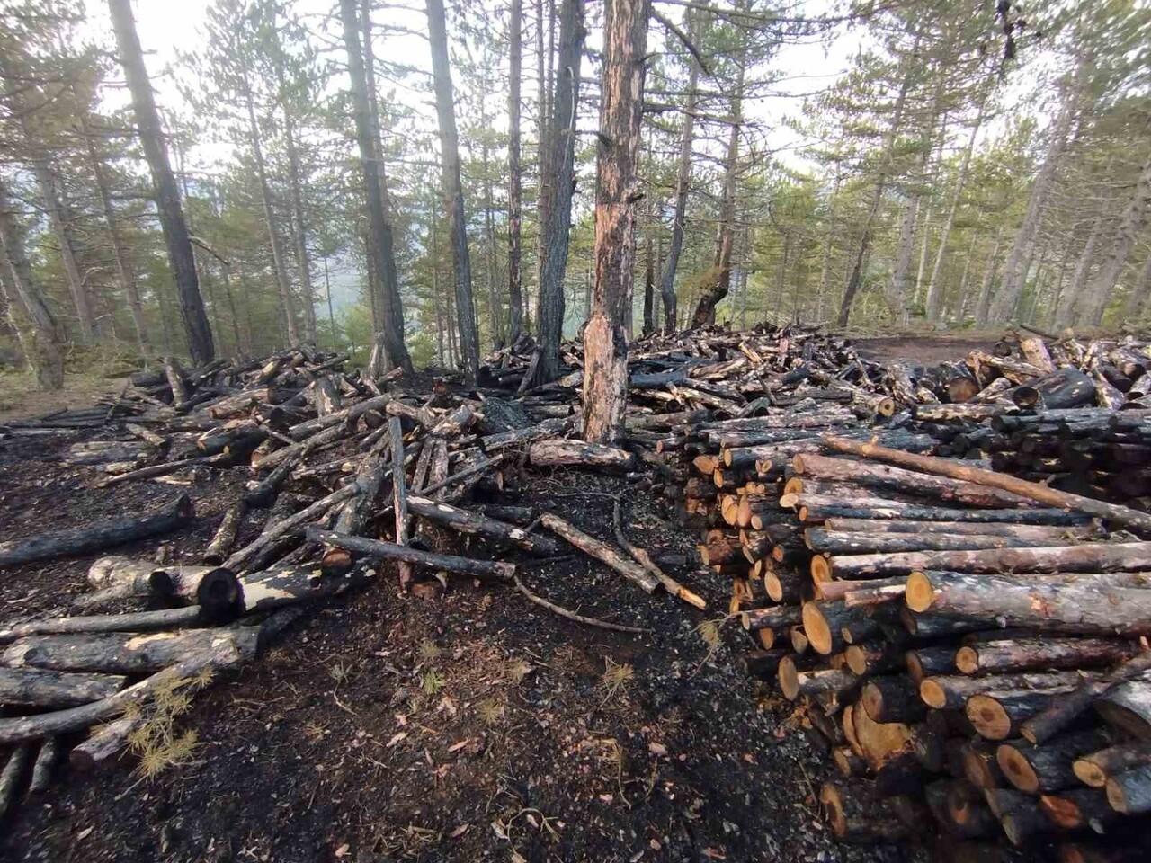 ÇORUM’UN İSKİLİP İLÇESİNDE, ORMAN BÖLGESİNDEKİ KESİM ALANINDA ÇIKAN YANGINDA YAKLAŞIK 80 STER ÇAM...
