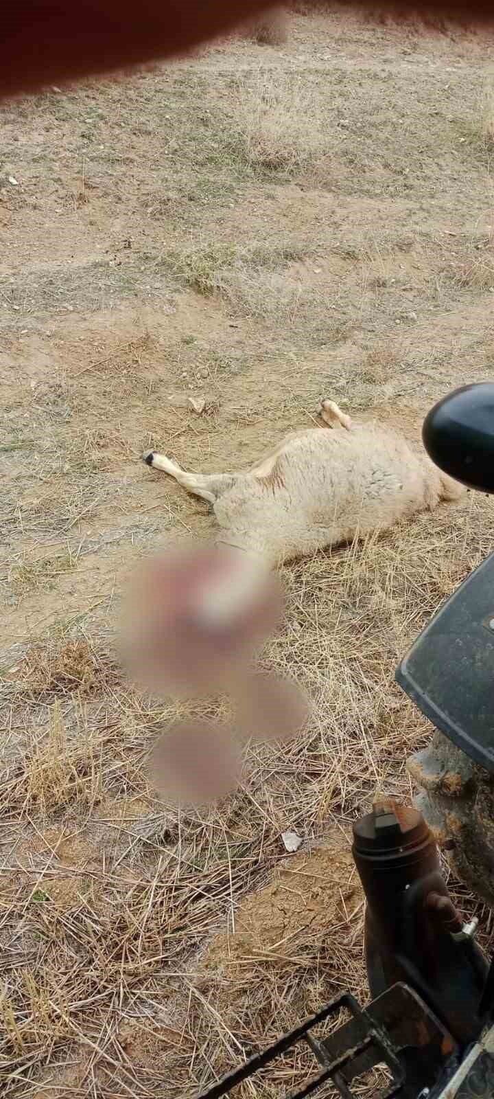 ÇORUM’UN SUNGURLU İLÇESİNE BAĞLI BİR KÖYDE KURT SÜRÜSÜ, 300 KÜÇÜKBAŞ HAYVANDAN OLUŞAN SÜRÜYE...