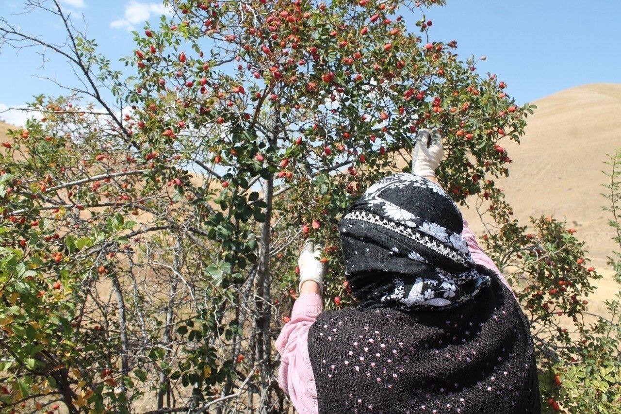 DAĞLARIN KIRMIZI HAZİNESİ KUŞBURNU İÇİN HASAT ZAMANI