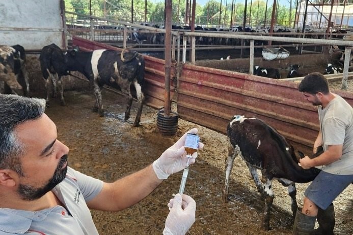 DENİZLİ’DE HAYVAN SAĞLIĞINI TEHDİT EDEN ŞAP HASTALIĞIYLA MÜCADELE KAPSAMINDA İL GENELİNDE 251 BİN...