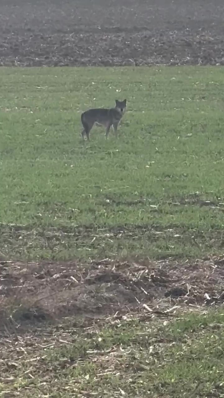 DENİZLİ’NİN ÇİVRİL İLÇESİNDE SON GÜNLERDE SIK GÖRÜLEN KURTLAR VATANDAŞLARDA TEDİRGİNLİĞE NEDEN...