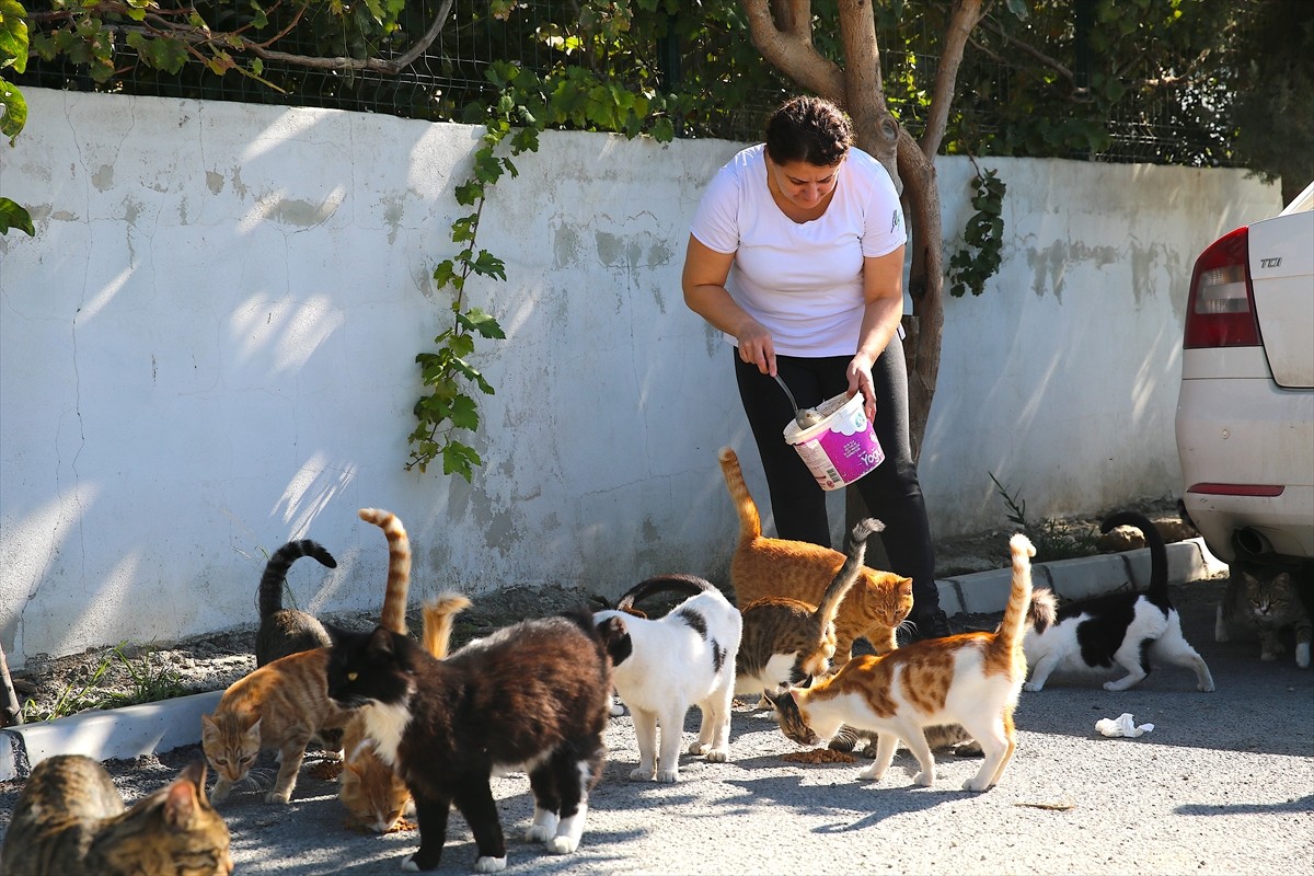 Depremlerden etkilenen Hatay'da iki çocuk annesi Canan Göçmen, çok sayıda sahipsiz kedinin...