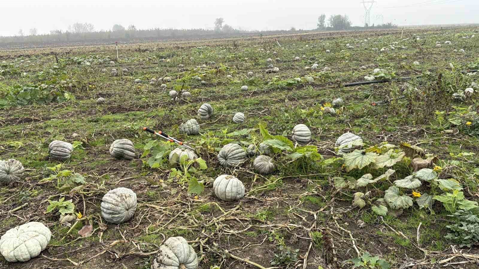 DÜZCE'NİN COĞRAFİ İŞARETLİ ÜRÜNLERİNDEN OLAN KESTANE KABAĞININ HASADINA BAŞLANDI. GÖLYAKA İLÇESİNE...