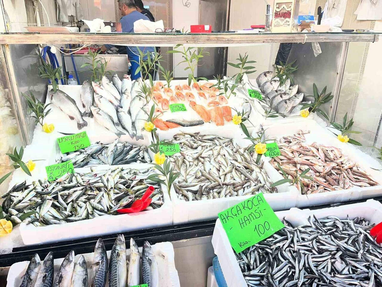 DÜZCE’DE BU YIL BALIK BOLLUĞU YAŞANIYOR ANCAK KARADENİZ'DEN PALAMUT ÇIKMIYOR. YERLİ HAMSİ İSE...