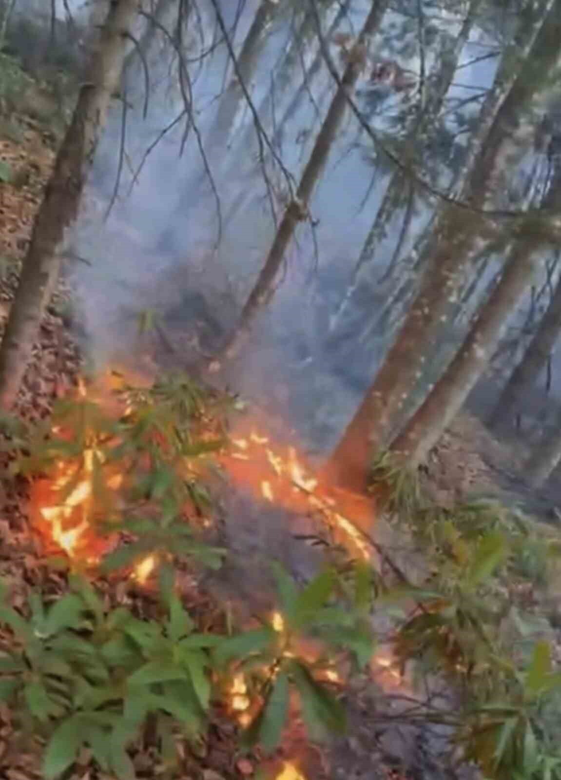 DÜZCE’DE ORMANLIK ALANDA BELİRLENEMEYEN SEBEPLE ÖRTÜ YANGINI ÇIKTI. BÖLGEDE SÖNDÜRME ÇALIŞMALARI...