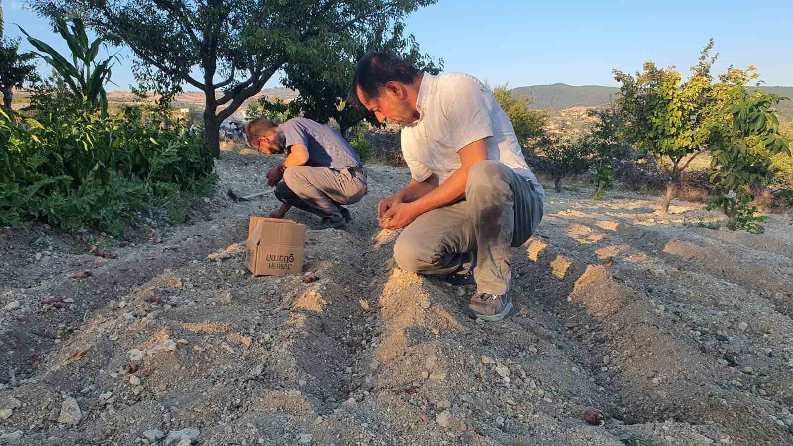 EGE'NİN YÜKSEK RAKIMLI İLÇESİ OLAN MANİSA'NIN DEMİRCİ İLÇESİNDE BİR ÇİFTÇİ TARAFINDAN SOĞANINDAN...