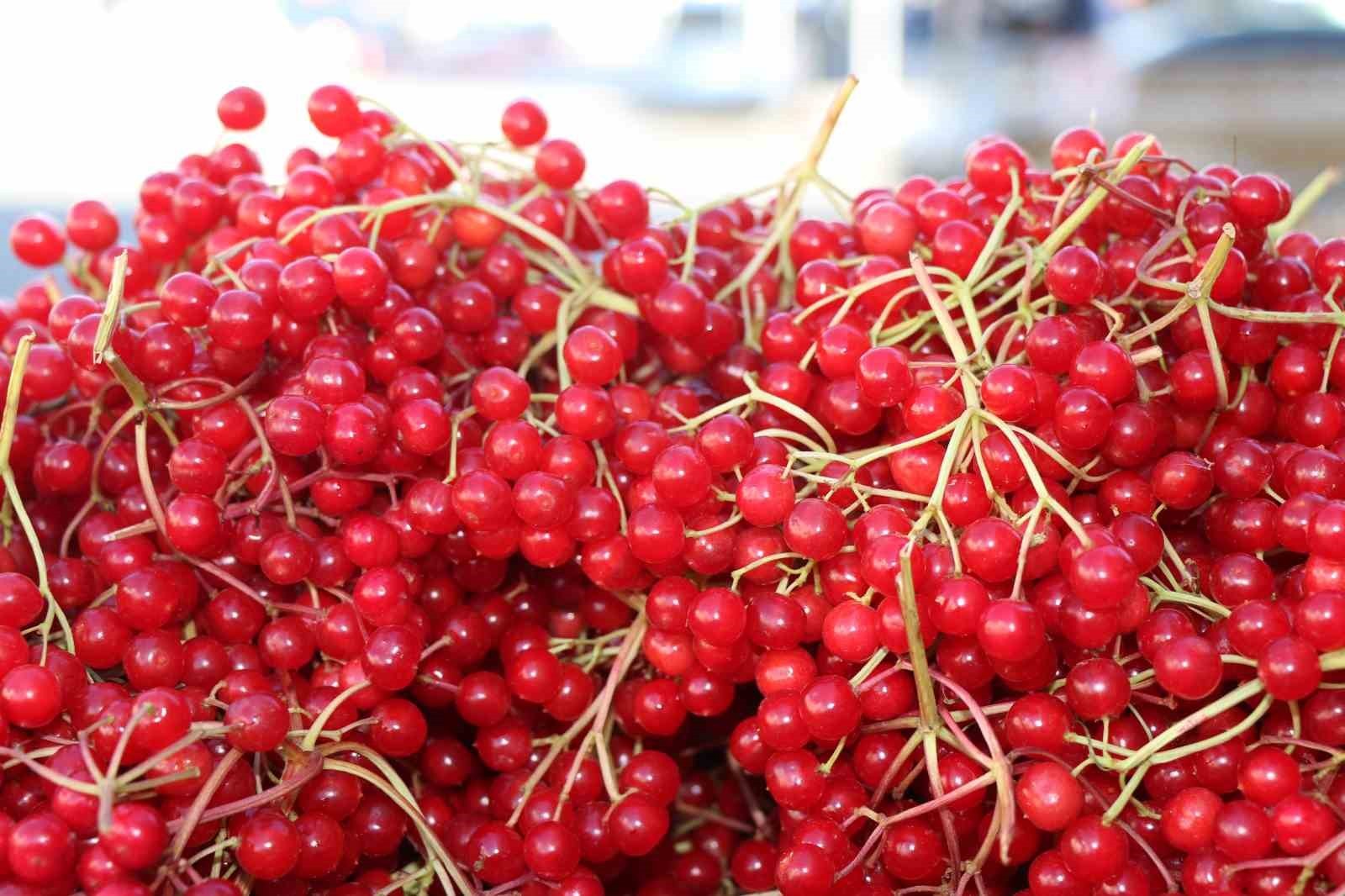 ERZİNCAN’DA DOĞAL ŞİFA KAYNAĞI OLARAK BİLİNEN GİLABURU MEYVESİ TEZGÂHLARDAKİ YERİNİ...