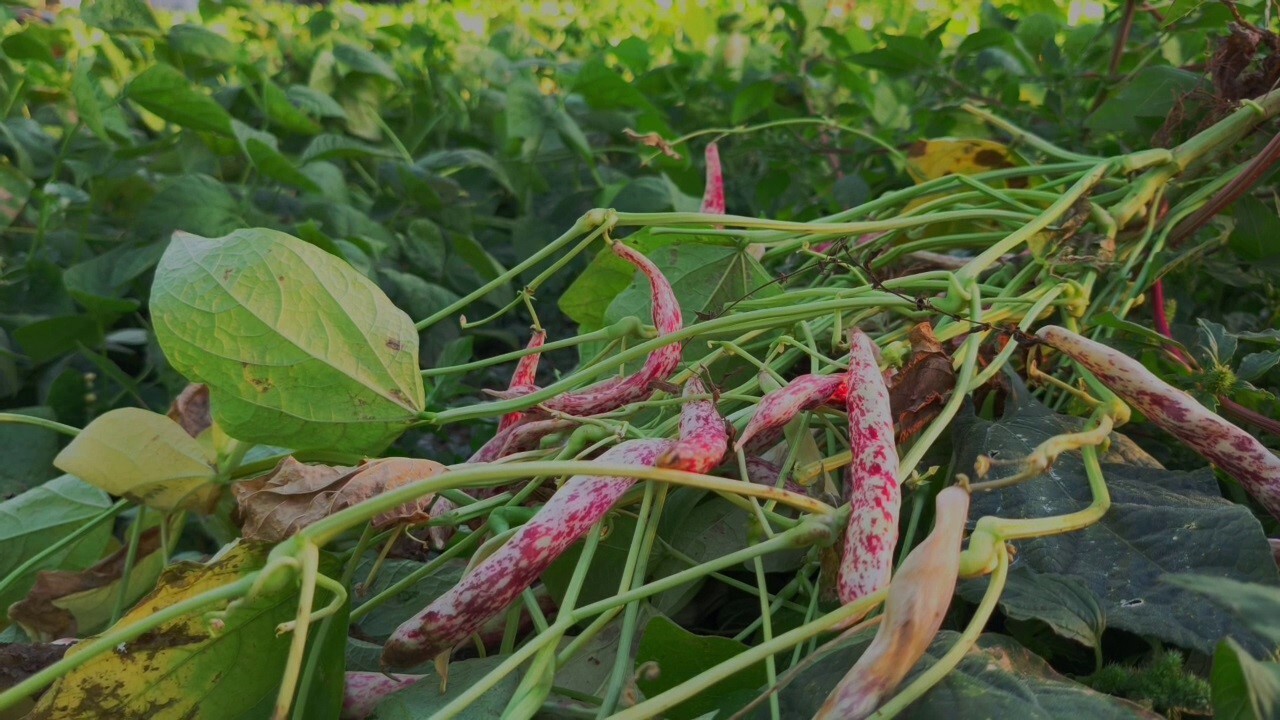 ERZURUM’UN İSPİR İLÇESİNDE YETİŞTİRİLEN DÜNYACA ÜNLÜ İSPİR FASULYESİ, ARTIK SADECE TÜRKİYE’NİN...