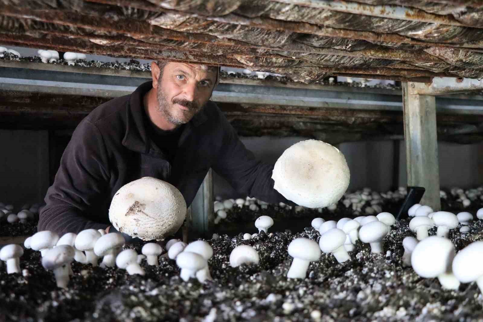 ERZURUM’UN OLTU İLÇESİNDE KÜLTÜR MANTARI ÜRETİMİ YAPAN MURAT ÖZMEN, YILIN SON HASADINI TOPLAMAYA...