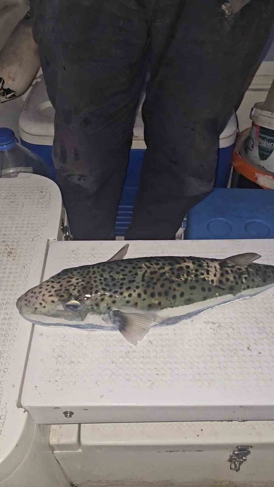 GEMLİK KÖRFEZİ’NDE AKŞAM SAATLERİNDE OLTASINI DENİZE ATAN AMATÖR TEKNE OLTACISI ÖMER PİŞMAN, ENDER...