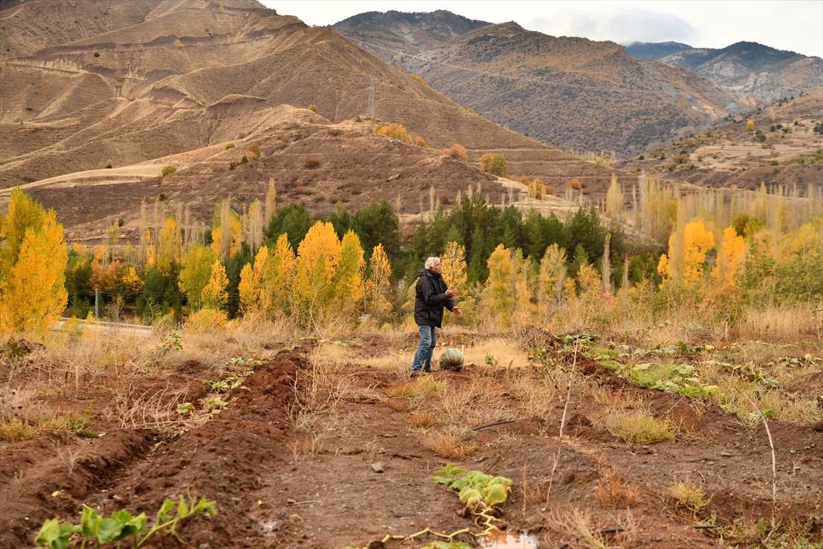 Giresun'un Şebinkarahisar ilçesinde yaşayan Celal Bay, yörede iklim koşullarına uyum sağladığı...