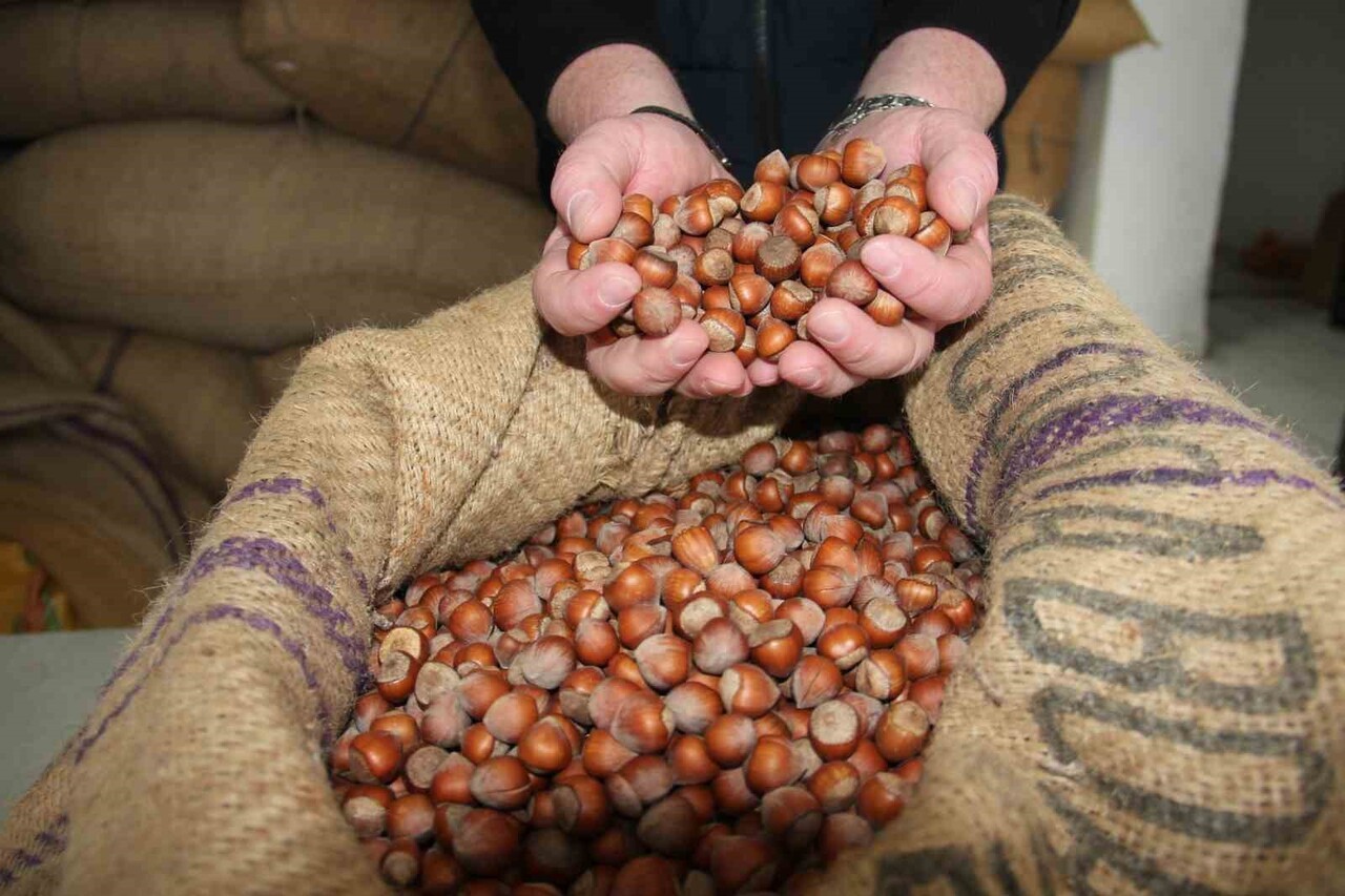 GİRESUN’DA FINDIK FİYATLARI TEKRARDAN YÜKSELİŞE GEÇTİ