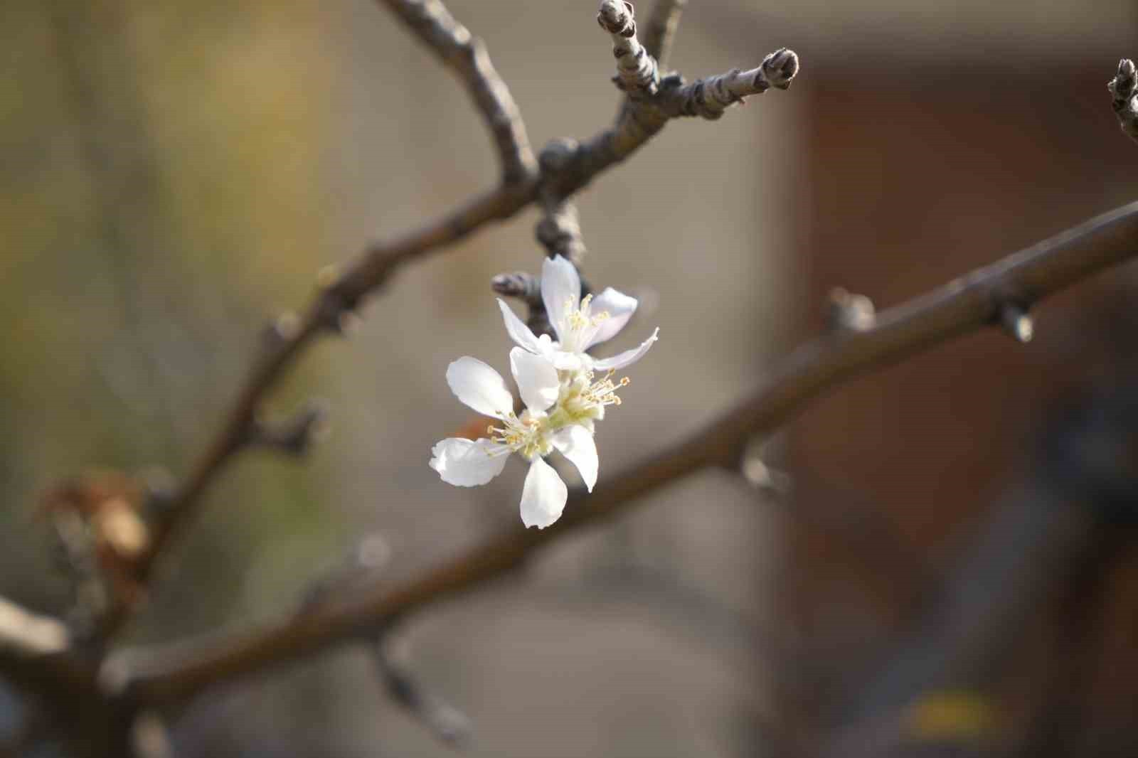 GÜMÜŞHANE’DE SICAKLIKLARIN MEVSİM NORMALLERİNİN ÜZERİNDE SEYRETMESİ NEDENİYLE KASIM AYINDA ÇİÇEK...