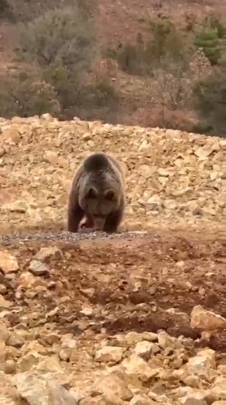 GÜMÜŞHANE’NİN ŞİRAN İLÇESİNDE KÖYE GİDEN VATANDAŞLAR YİYECEK ARADIĞINI FARK ETTİKLERİ AYIYA...