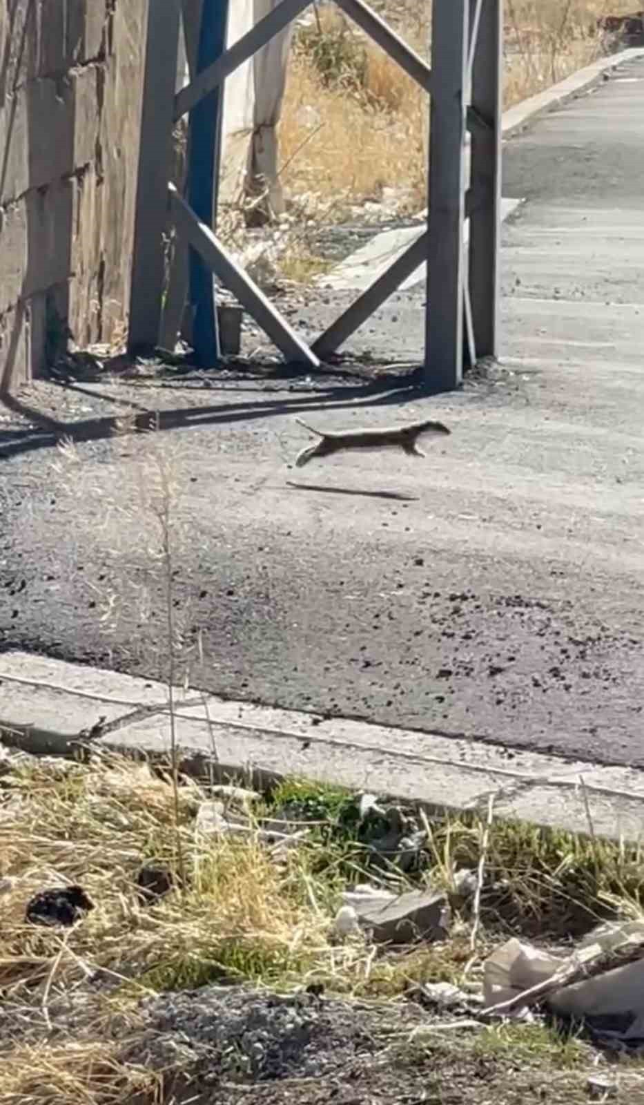 HAKKARİ’NİN YÜKSEKOVA İLÇESİNDE, ENDER RASTLANAN GELİNCİK TÜRLERİNDEN BİRİ VATANDAŞLAR TARAFINDAN...