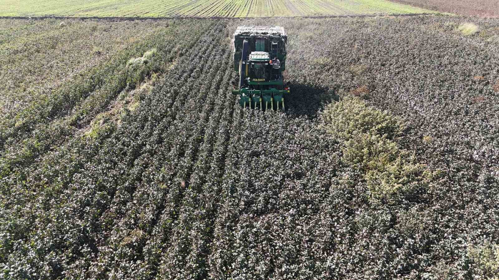 HATAY'IN BEREKETLİ TOPRAKLARI OLAN AMİK OVASI'NDA BEYAZ ALTIN OLARAK BİLİNEN PAMUKTA SON HASATLAR...