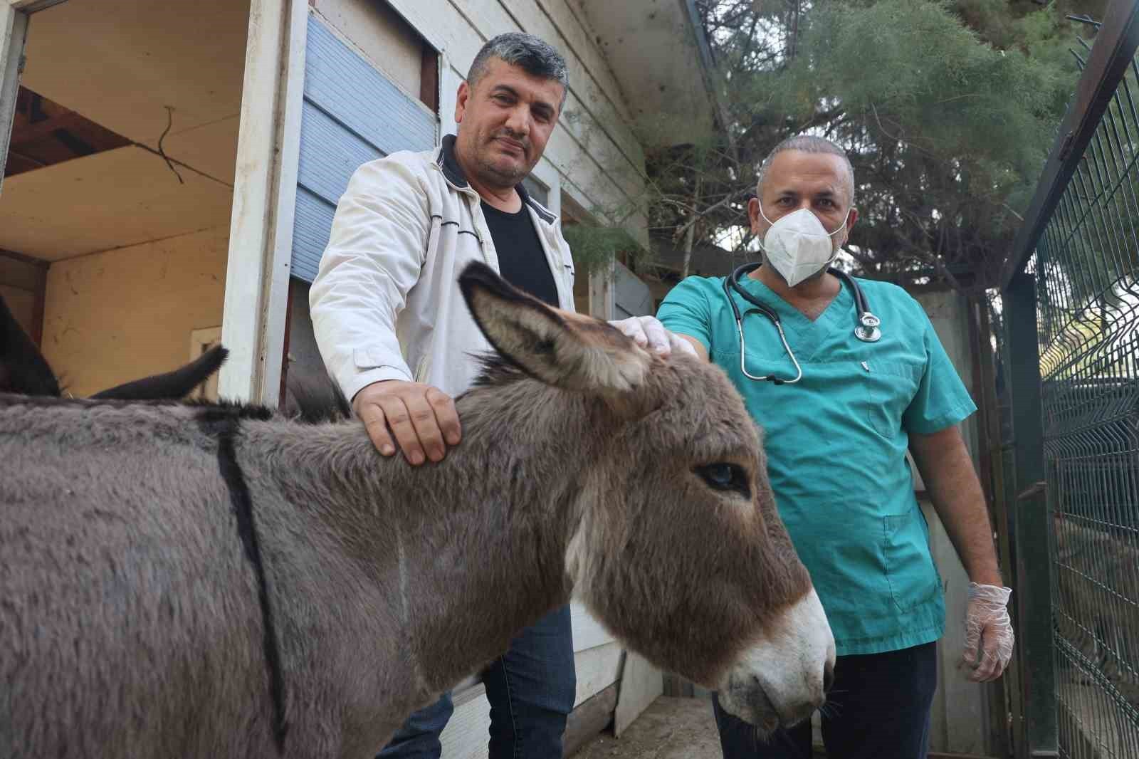 HATAY’DA ARACIN ÇARPMASIYLA TELEF OLAN EŞEĞİN ÖLMESİYLE YALNIZ KALAN SIPAYA, HATAY BÜYÜKŞEHİR...