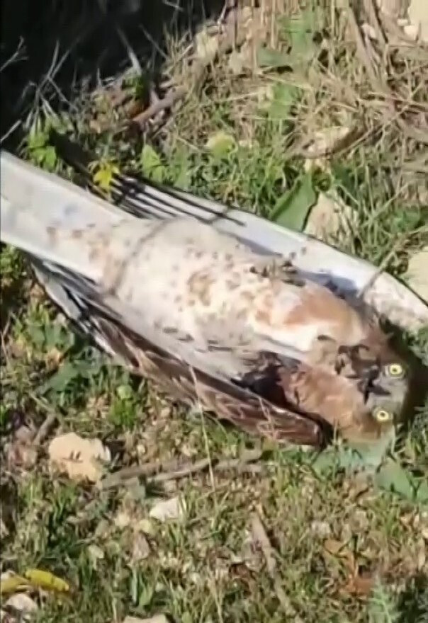 HATAY’DA YILAN VE KARTALIN YAŞAM SAVAŞI VATANDAŞIN CEP TELEFONU KAMERASINA YANSIDI