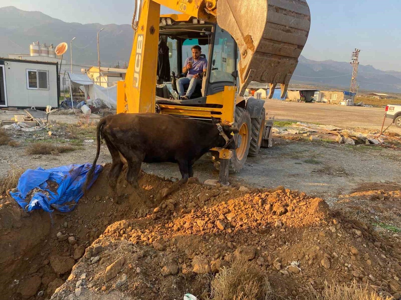HATAY’IN KIRIKHAN İLÇESİNDE ÇUKURA DÜŞEN BÜYÜKBAŞ HAYVAN, İTFAİYE EKİPLERİ TARAFINDAN...
