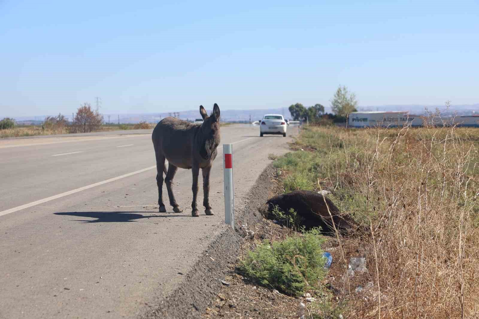 HATAY’IN REYHANLI İLÇESİNDE KARŞIDAN KARŞIYA GEÇMEYE ÇALIŞAN EŞEĞE, SEYİR HALİNDE OLAN BİR ARACIN...