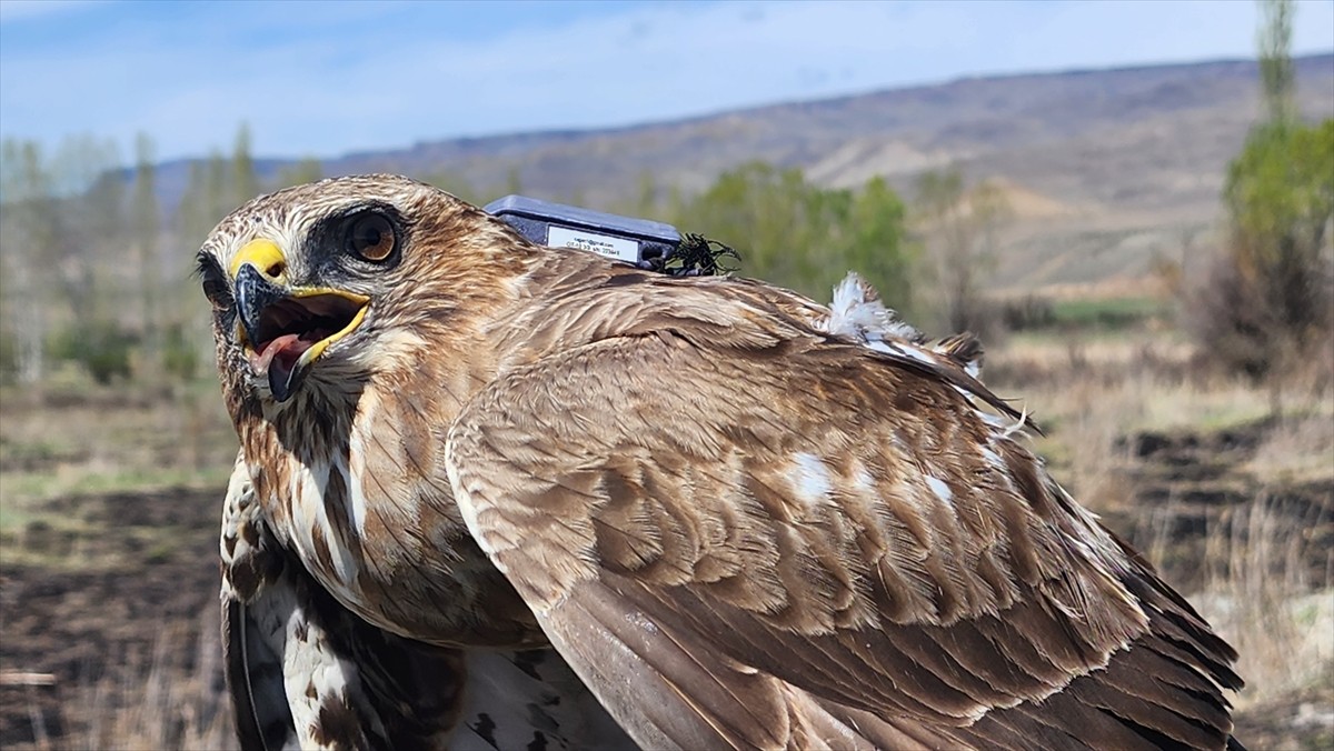 Iğdır'da uydu vericisi takılan bozkır şahini, 2,5 yılda 28 ülkeye uğrayıp 103 bin 456 kilometre...