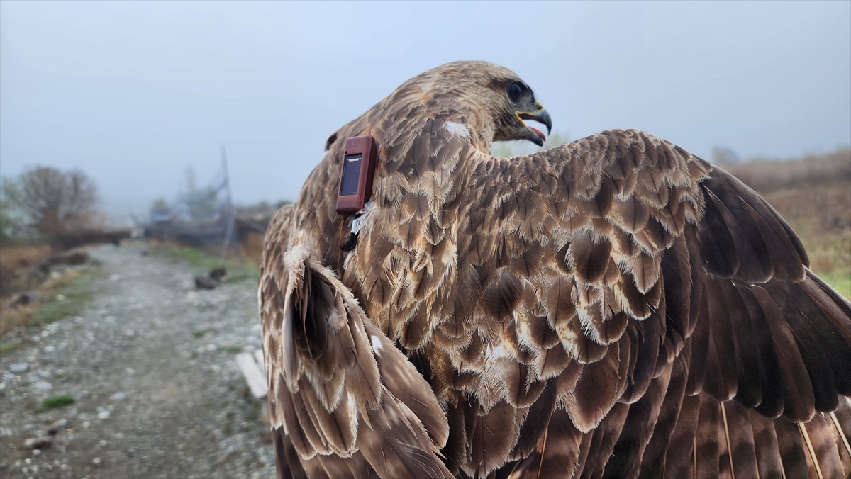 Iğdır'da uydu vericisi takılan bozkır şahini, 2,5 yılda 28 ülkeye uğrayıp 103 bin 456 kilometre...