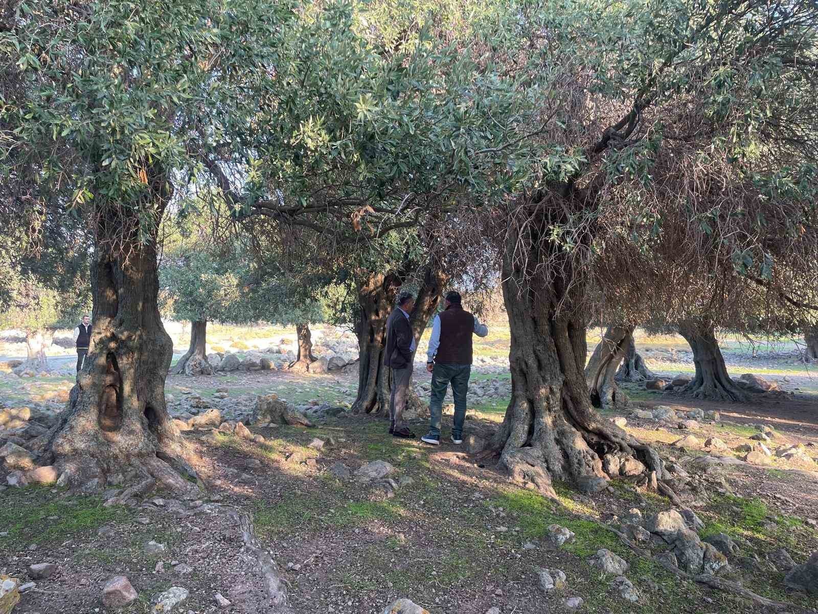 İSPANYA, İTALYA VE KANADA'DAN SONRA TÜRKİYE'DE SADECE GÖKÇEADA'DA YETİŞEN VE TAMAMEN DOĞAL OLAN...