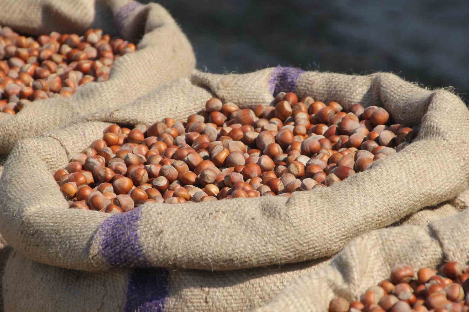 İTALYAN FİRMA FERRERO'NUN, DÜNYANIN EN BÜYÜK FINDIK ÜRETİCİSİ OLAN TÜRKİYE'DEN ALIMI DURDURACAĞI...