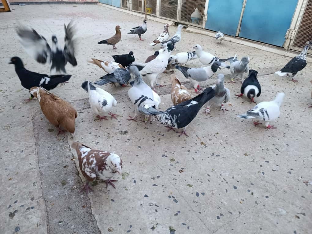 KAHRAMANMARAŞ’TA GÜVERCİN TUTKUNU GAZİ VATANDAŞ, İKİ AYAĞINI TERÖRLE MÜCADELEDE KAYBETMESİNE...