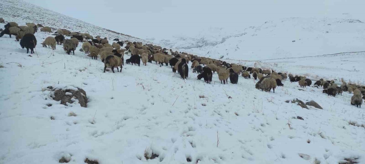 KAR YAĞDI KOYUN SÜRÜSÜ YAYLADA KALDI. YÜKSEK RAKIMLI YAYLADA KALAN AİLELER KAR’A TESLİM OLDU....