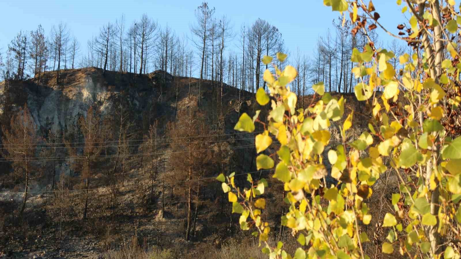 KARABÜK'TE YAZ AYLARINDA ÇIKAN ORMAN YANGINLARINDA ZARAR GÖREN AĞAÇLARLA, SONBAHARIN SARI VE KIZIL...