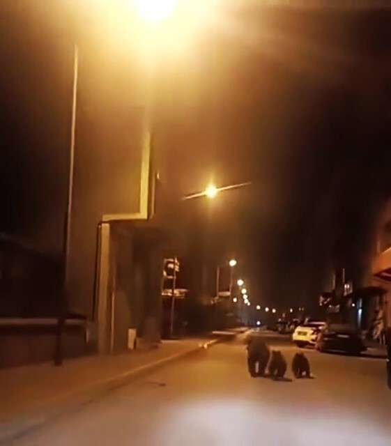 KARABÜK’ÜN YENİCE İLÇESİNDE ANNE AYI VE İKİ YAVRUSUNUN İLÇE MERKEZİNDEKİ CADDEDE KOŞTUĞU ANLAR...